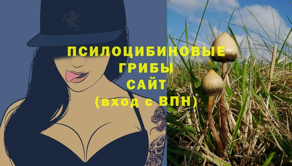 индика Новодвинск